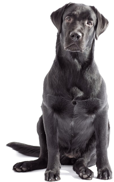 Labrador Png Clipart - Black Labrador No Background Transparent Png (1200x627), Png Download