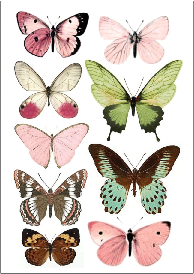 Butterfly Print Clipart (1000x1429), Png Download