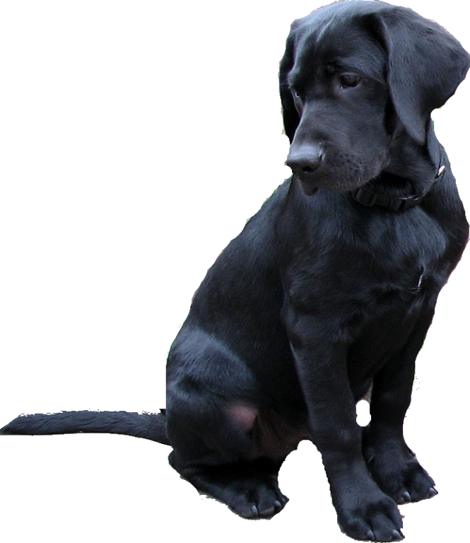 Labradores Retriever Png Clipart (665x768), Png Download