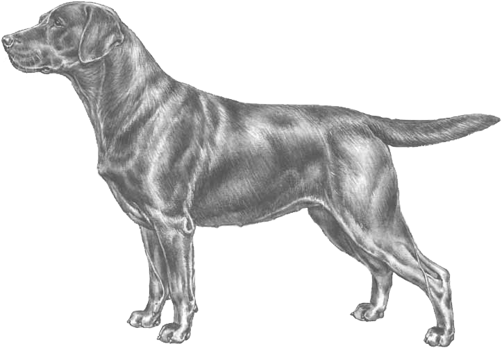 Labrador Retriever Clipart (800x800), Png Download