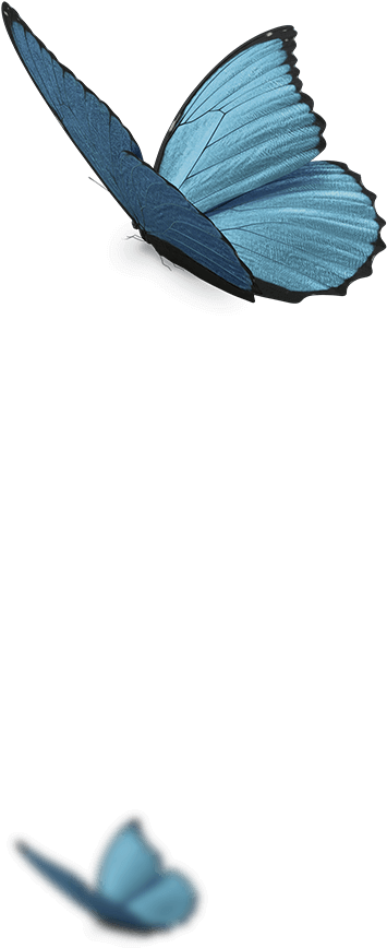 Page Decoration Page Decoration - Holly Blue Clipart (451x869), Png Download