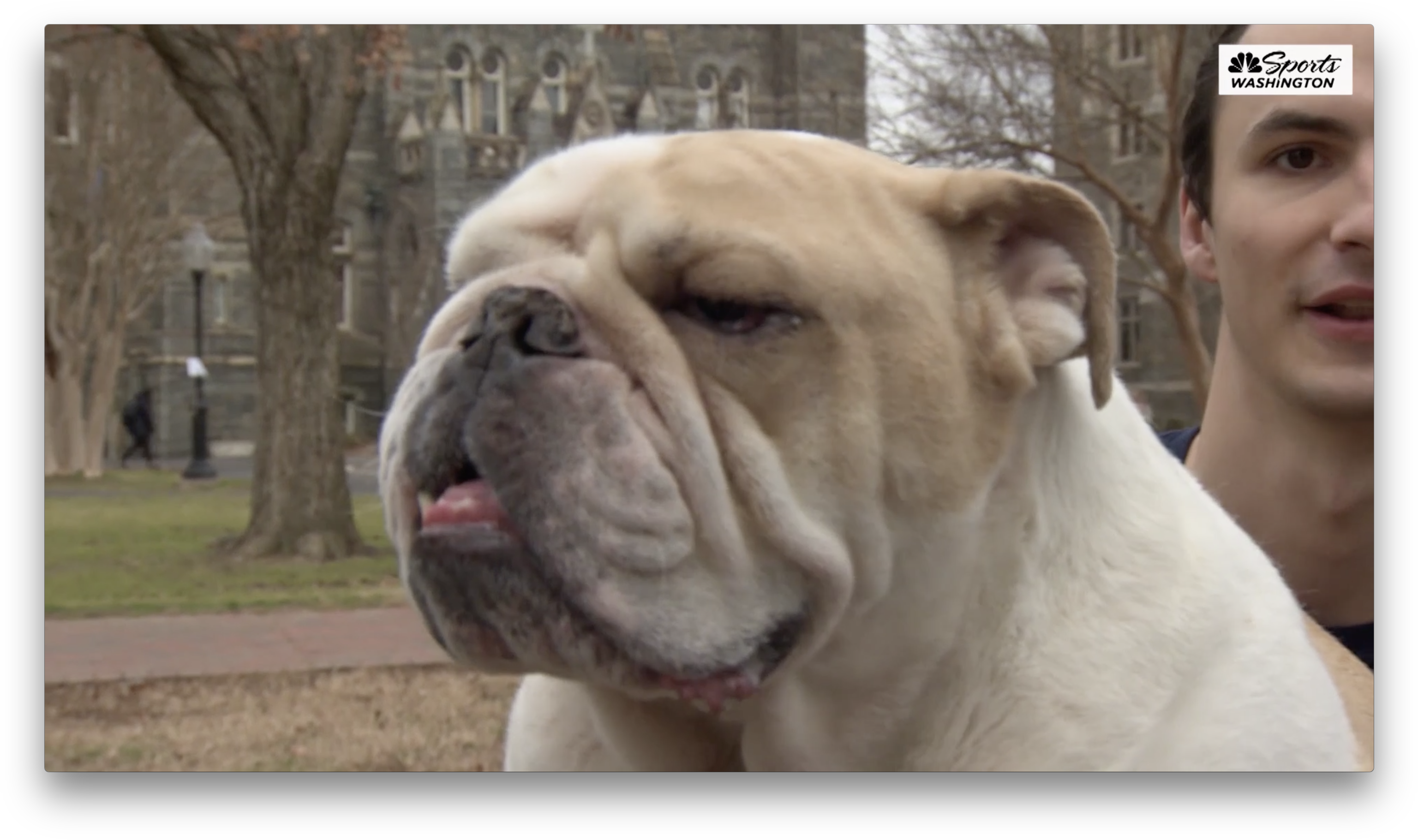 Australian Bulldog Clipart (3104x1844), Png Download