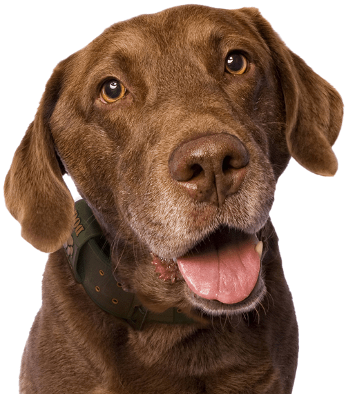 Labrador Retriever Puppies Dogs - Dog Yawns Clipart (565x585), Png Download