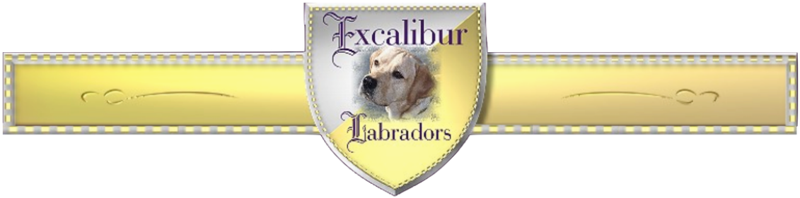 We Currently Do Not Have Akc Registered Labrador Retriever - Labrador Retriever Clipart (1132x292), Png Download