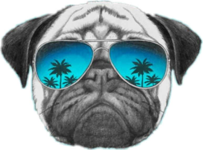 #cara #perro #lentesdesol #palmeras #gafas #bulldog - Pugs White Back Ground Clipart (773x571), Png Download