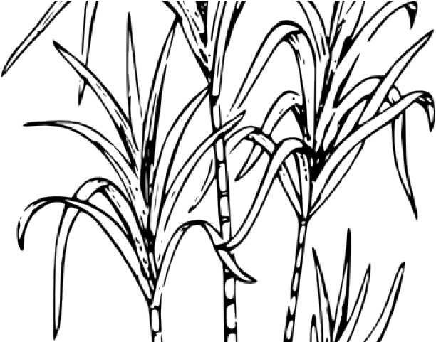 Tree Clipart Sugarcane - Happy Thai Pongal 2019 - Png Download (640x480), Png Download