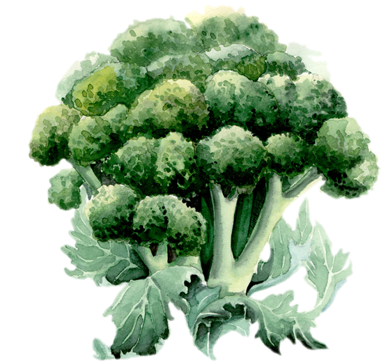 Broccoli Drawing Watercolor - Broccoli Watercolour Transparent Clipart (780x585), Png Download