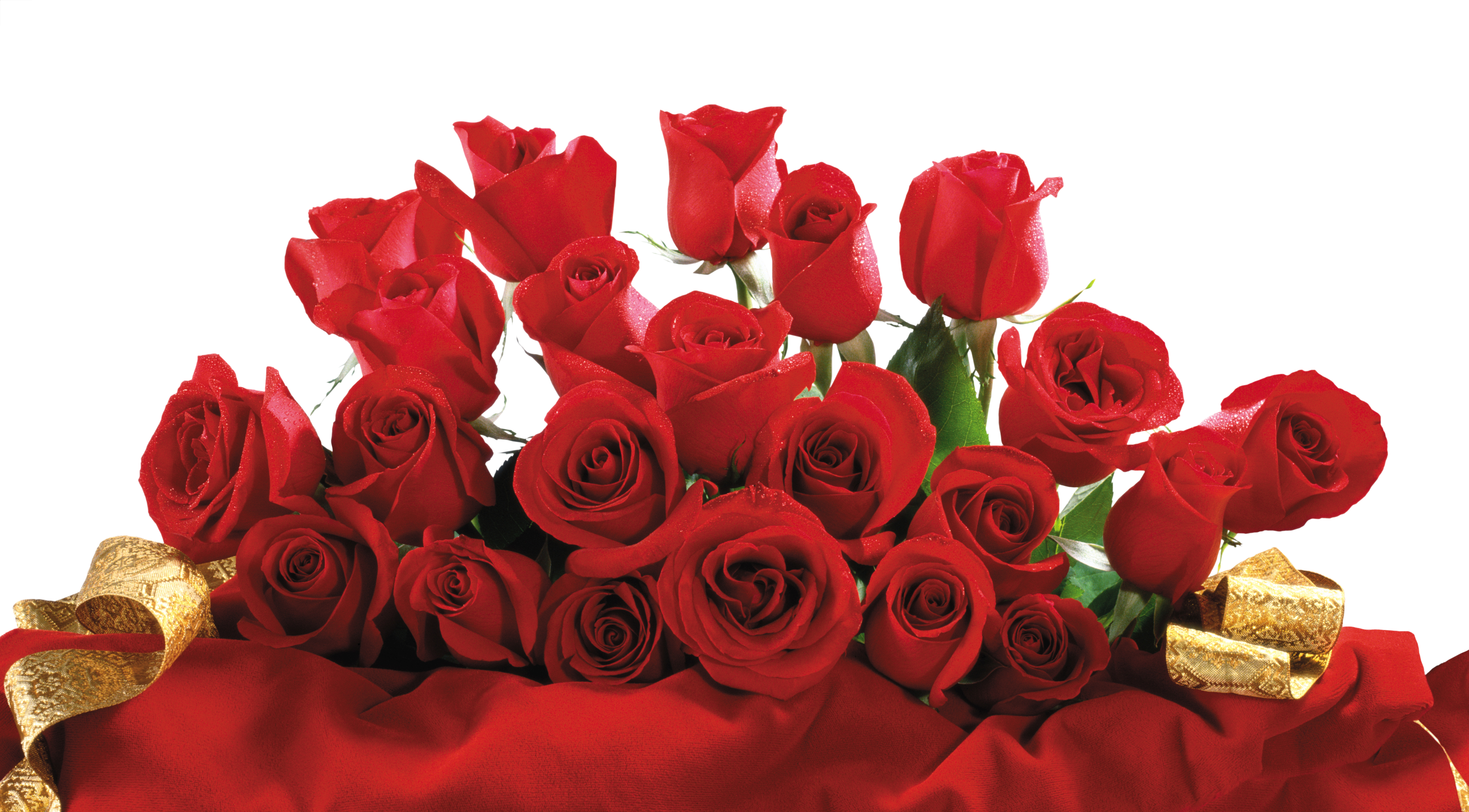 Rose Png Image With Transparent Background Clipart (5623x3109), Png Download