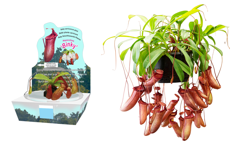Bd55 - Nepenthes Binky Clipart (826x474), Png Download