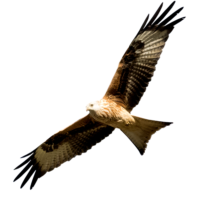 Spain Madrid Manzanares Milano Real Bird Predator - Real Bird Png Clipart (720x720), Png Download