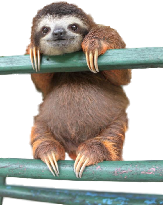 Never Lose Hope - Cute Sloth Clipart (560x840), Png Download