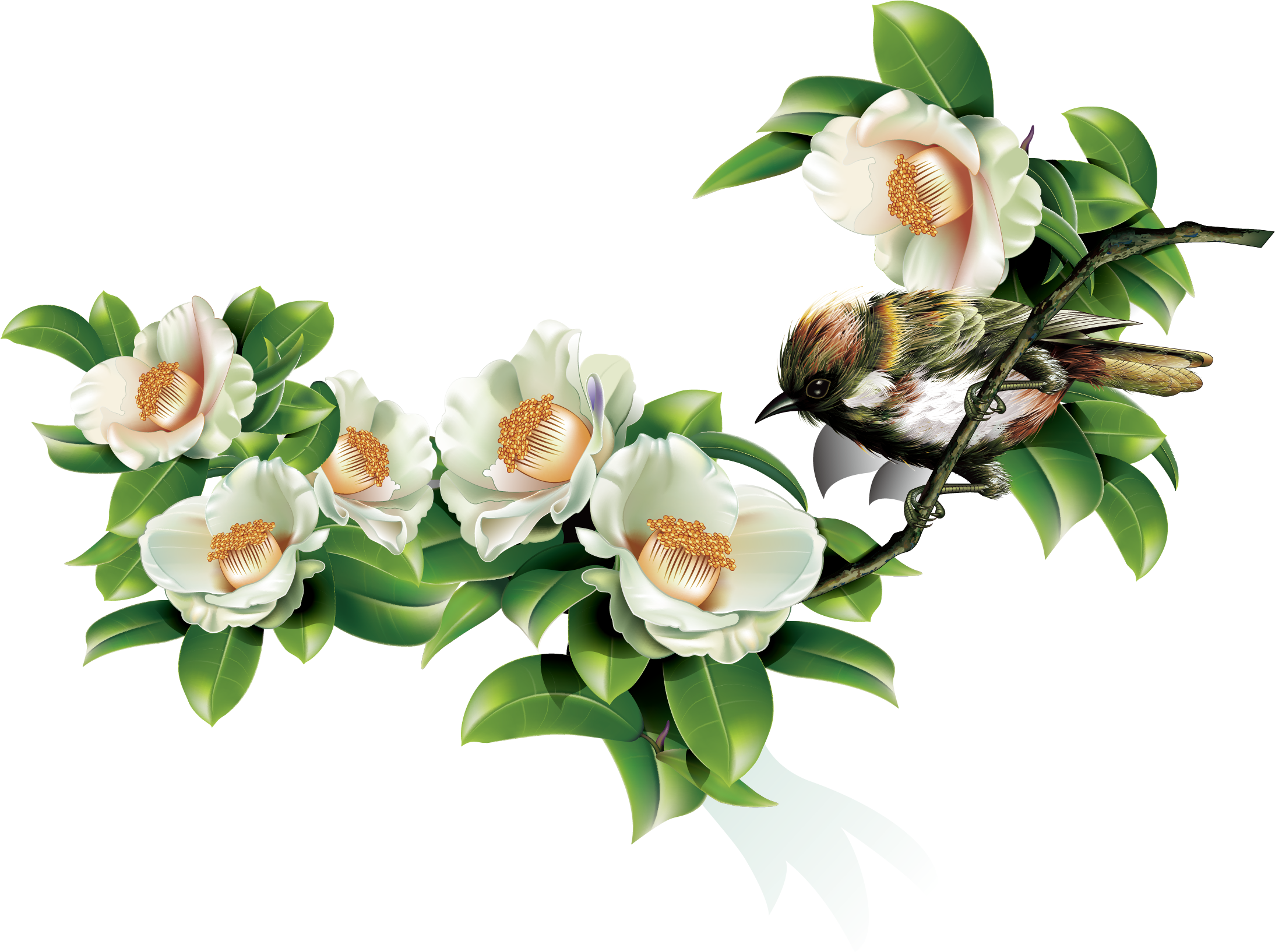 Green Leaves And Birds In Spring - Japanese Camellia Clipart (2188x1634), Png Download