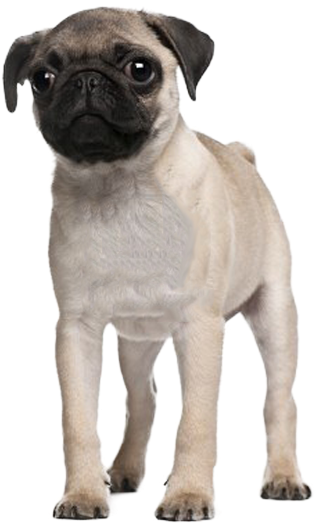 Lifebycourtney In Desire - Pug 3 Months Clipart (792x1089), Png Download