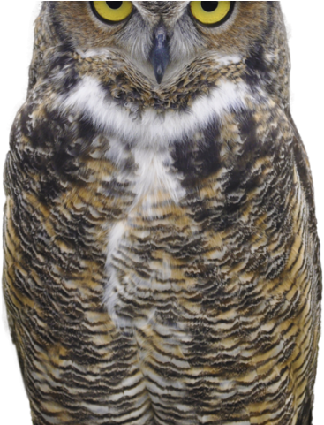 Great Horned Owl Clipart Face Png - Great Horned Owl Png Transparent Png (640x480), Png Download