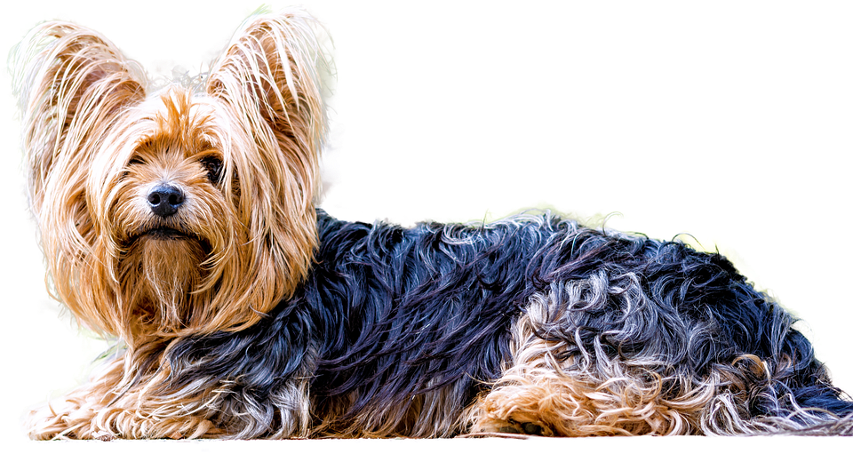 Isolated Yorkshire Terrier Dog Small Dog Animal - Yorkshire Terrier Png Clipart (960x511), Png Download