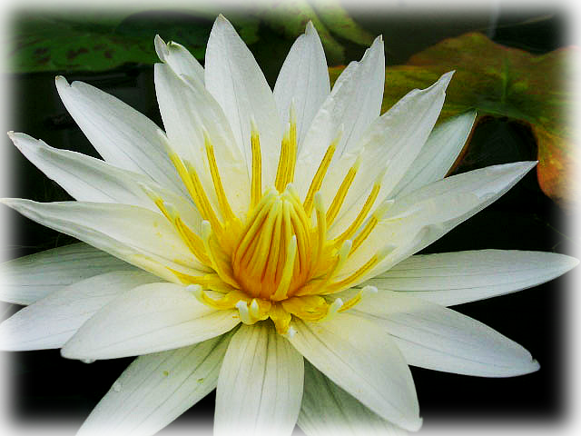 Water Lily "american White" - Sacred Lotus Clipart (640x480), Png Download