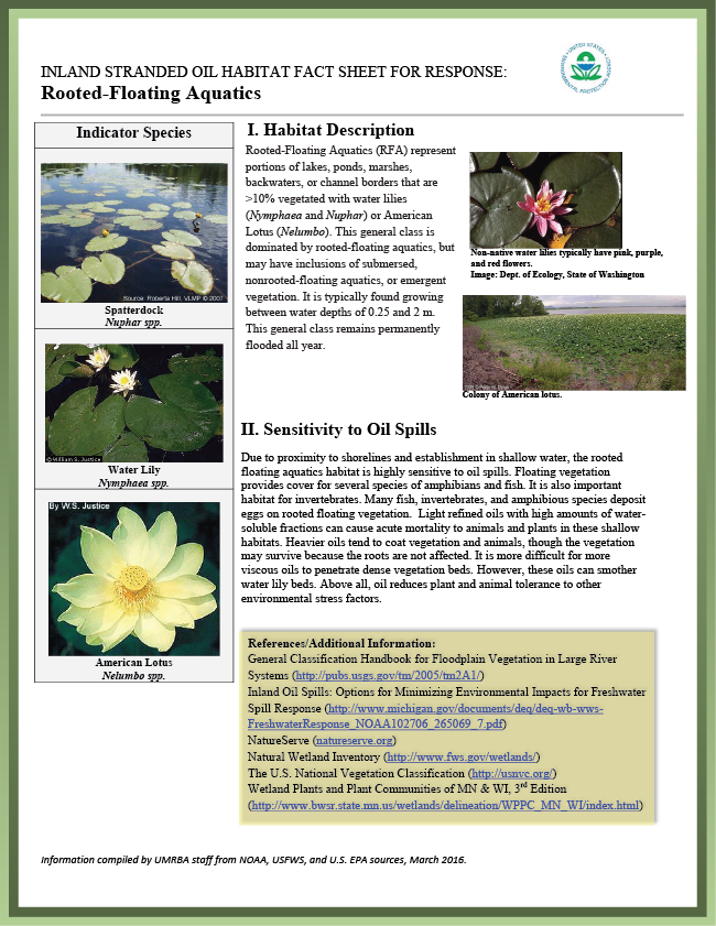 Download Pdf - Spatterdock Plant Clipart (650x841), Png Download