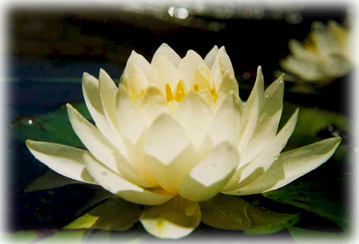 Pause - “ - Photographs Of Water Lilies Clipart (731x498), Png Download
