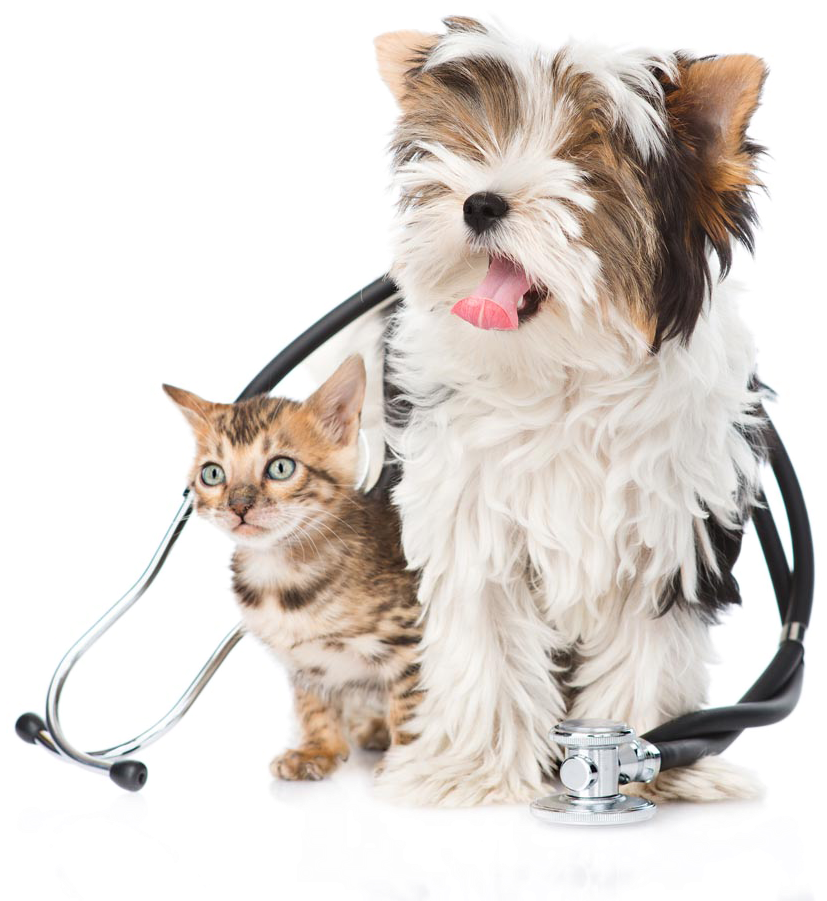Cute Small Dogs - Картинки Милые Котята Собачки Животные Clipart (1100x1048), Png Download