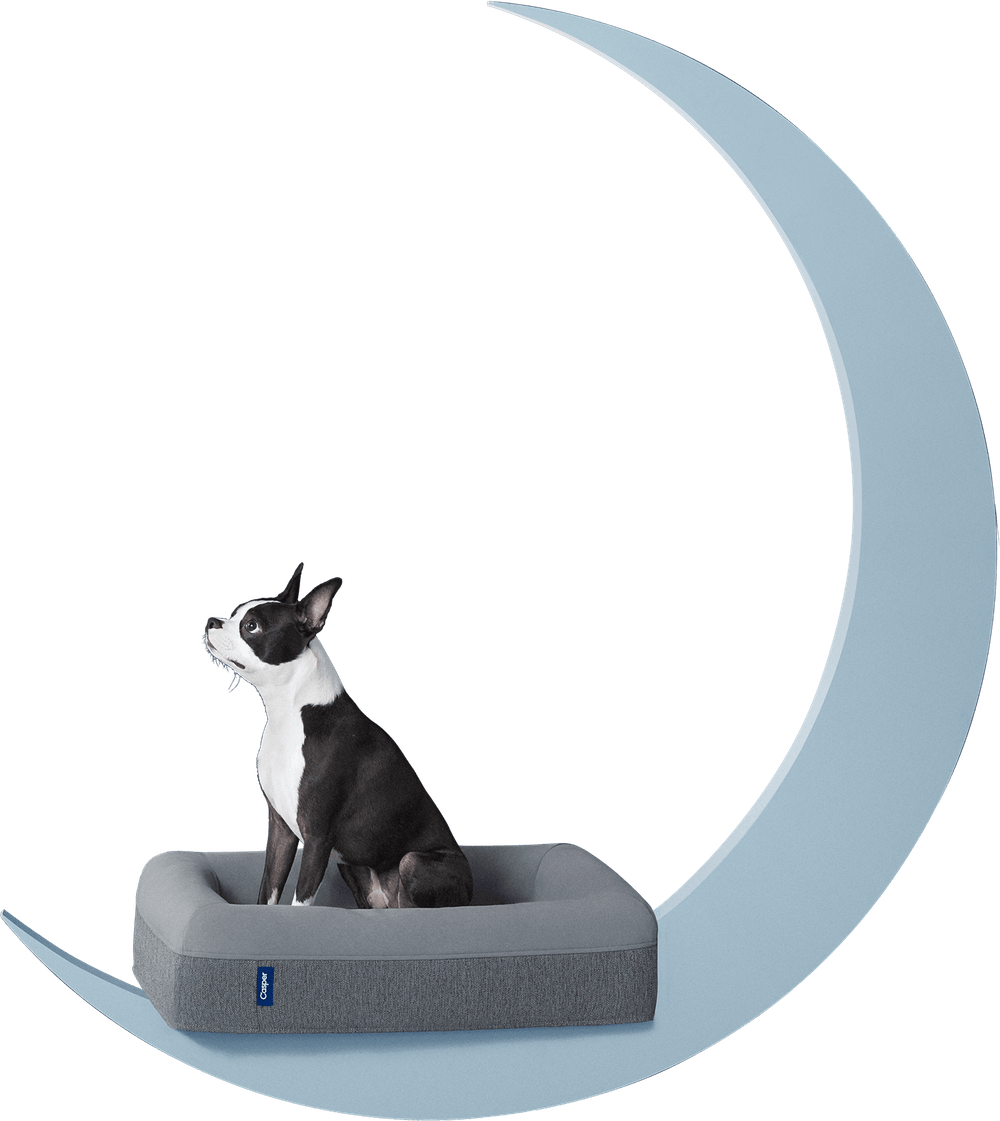 Los Expertos En Reparaciones Del Hogar De Reparalia - Casper Dog Mattress Clipart (1000x1121), Png Download