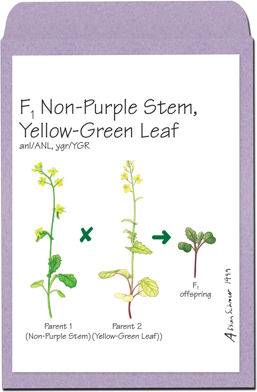 Wisconsin Fast Plants Varieties Clipart (941x1329), Png Download