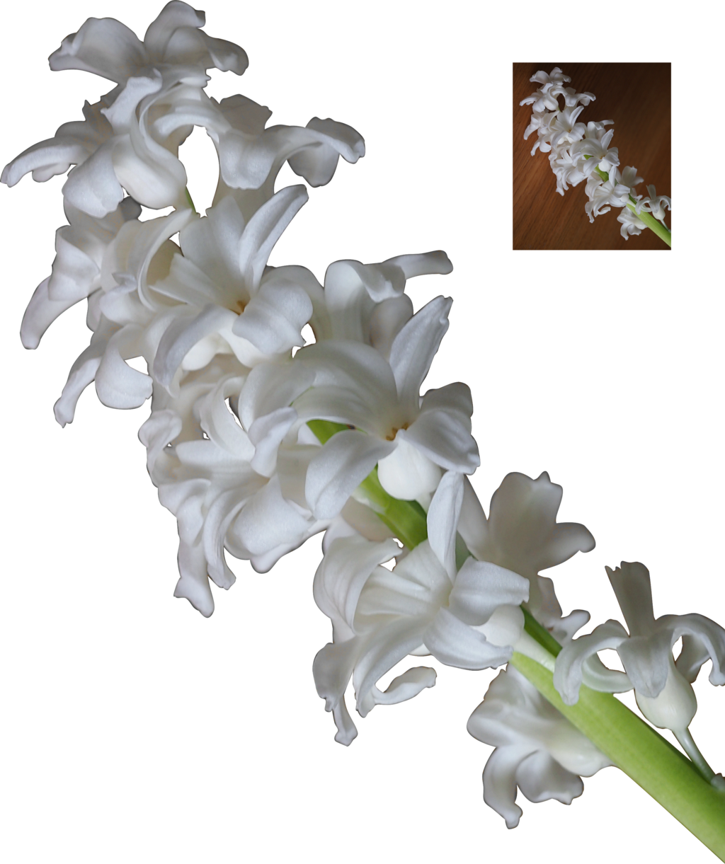 3d White Flowers - White Hyacinth Png Clipart (1024x1221), Png Download