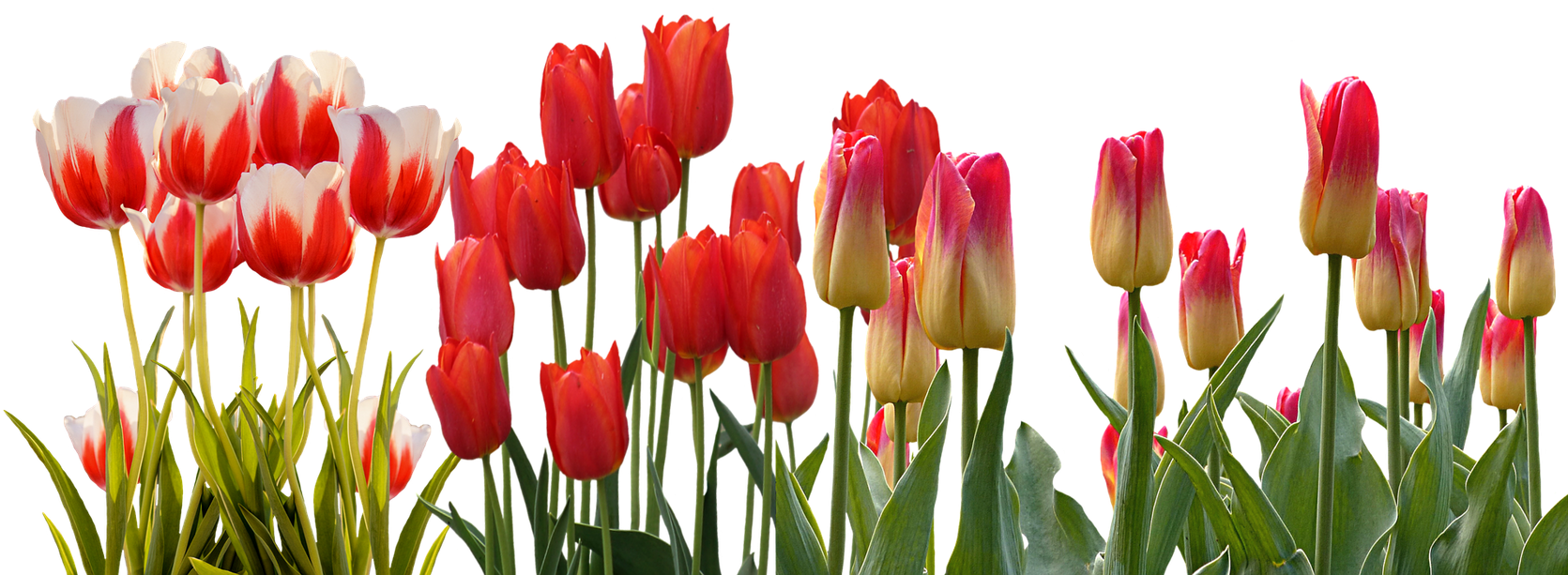 Hyacinth Flower Equinox Spring Tulip International - Tulip Flower Garden Png Clipart (1680x668), Png Download