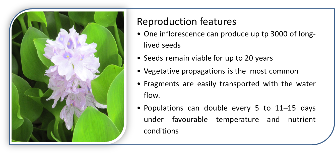 Water Hyacinth Has Special Characteristics That Give - Hyacinth Clipart (1335x613), Png Download