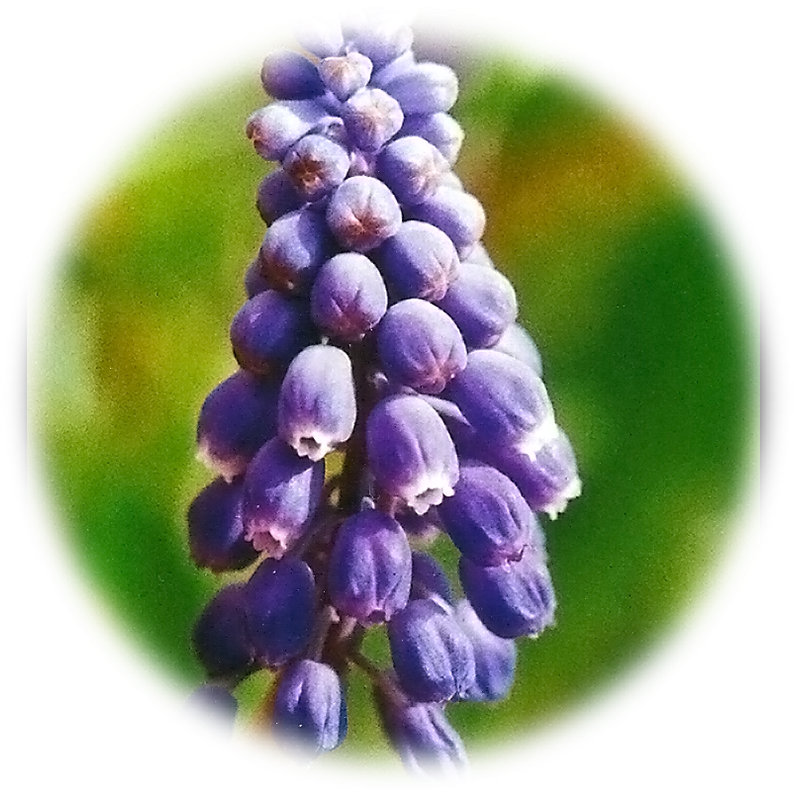 Grape Hyacinth Clipart (833x833), Png Download