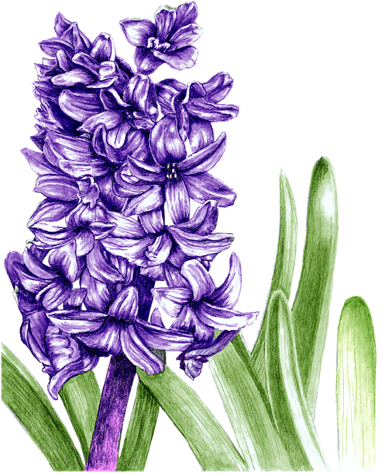 Bleed Area May Not Be Visible - Purple Hyacinth Drawing Clipart (584x700), Png Download