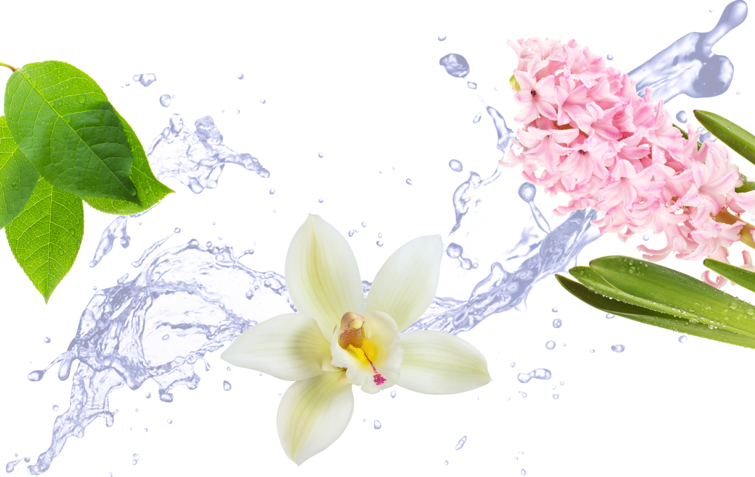 Created With Sketch - Signs Of Fragrance In Floral Pattern Png Transparent Clipart (1534x970), Png Download