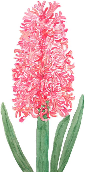 Bleed Area May Not Be Visible - Pink Hyacinth Clipart (478x700), Png Download