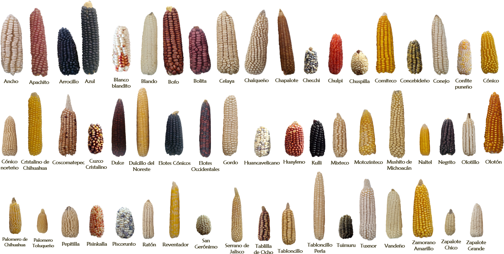 Examples Of Some Of The 59 Native Mexican Maize Landraces - Corn Selective Breeding Clipart (1662x843), Png Download