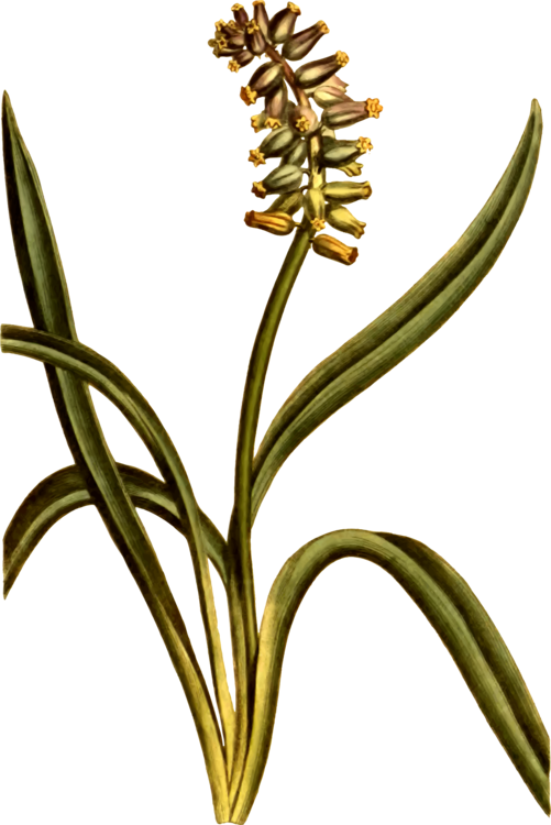 Musk Grape Hyacinth Cut Flowers Plant Stem - Flower Clipart (501x750), Png Download