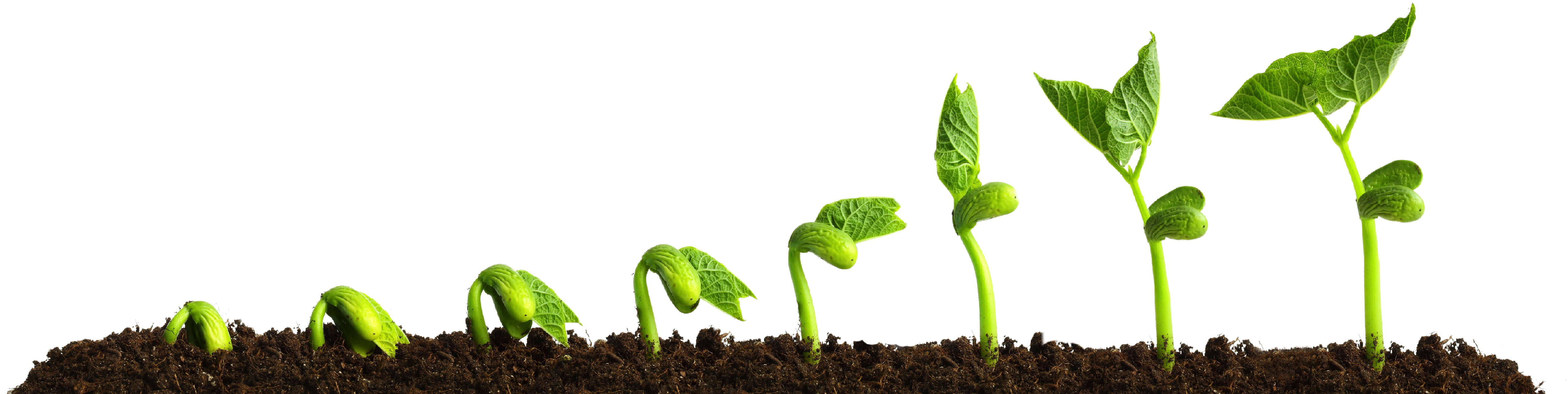 Grow Png Transparent Picture - Growing Plant Clipart - Large Size Png Image  - PikPng
