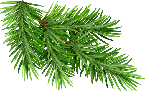Black Spruce - Pine Needles White Background Clipart (600x600), Png Download