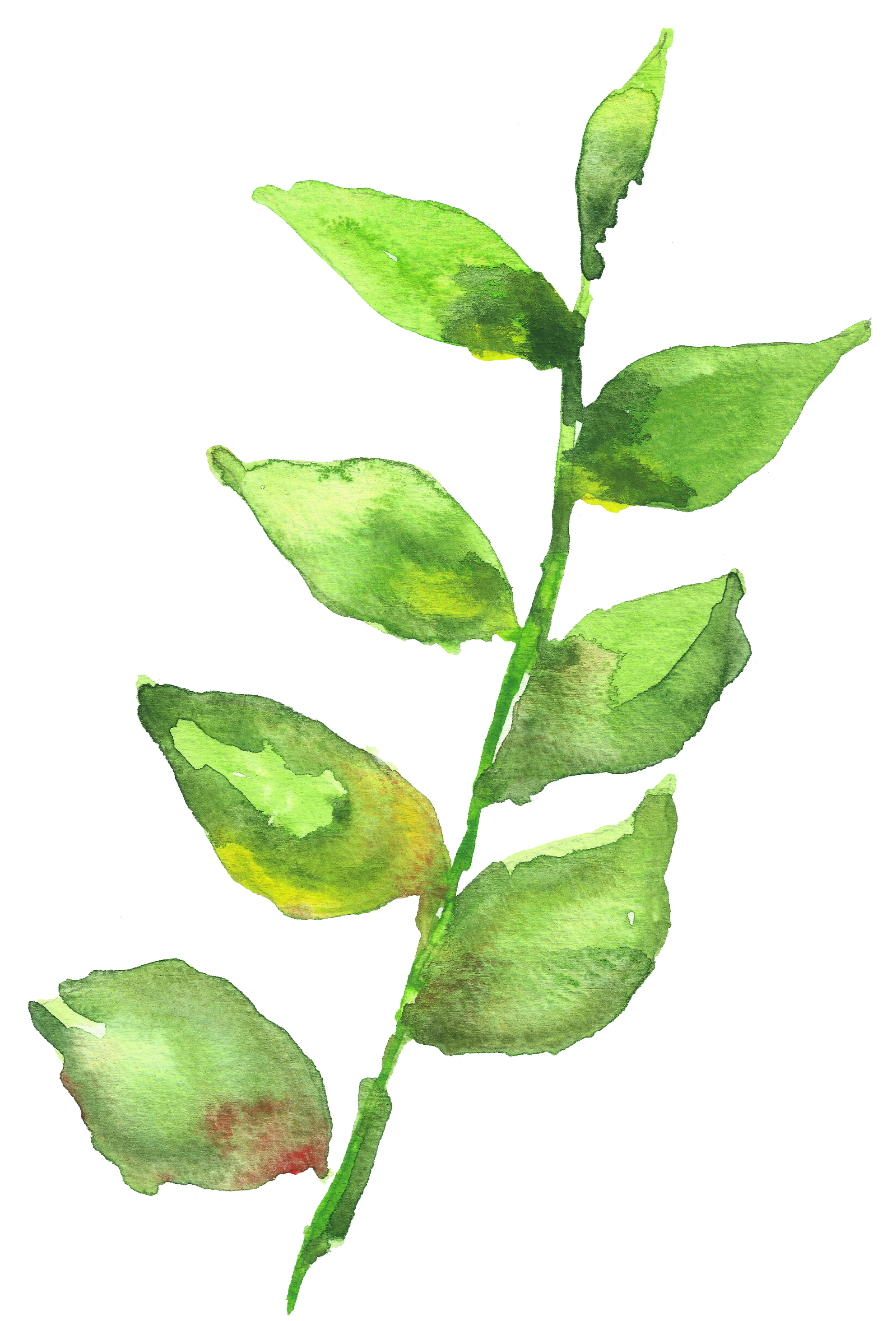 Plant Stem Png - Watercolor Painting Clipart (2208x3000), Png Download