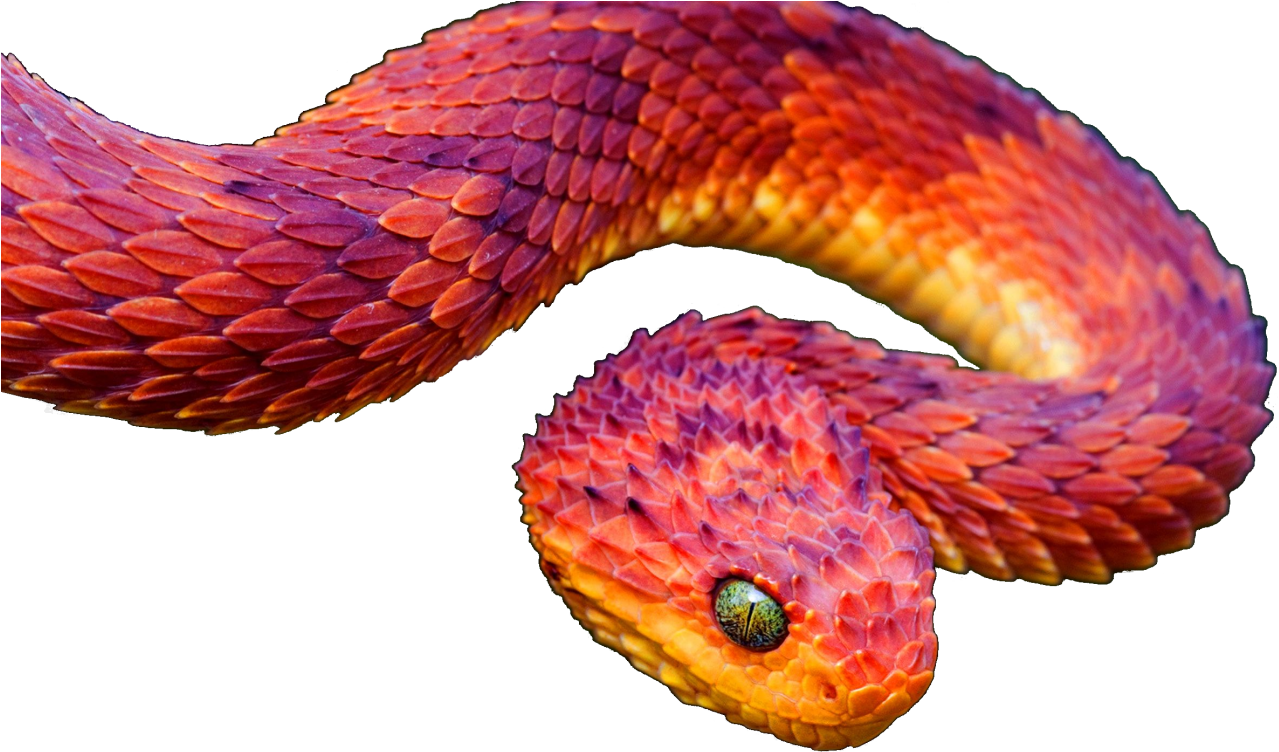 Bush Viper Clipart (1280x776), Png Download