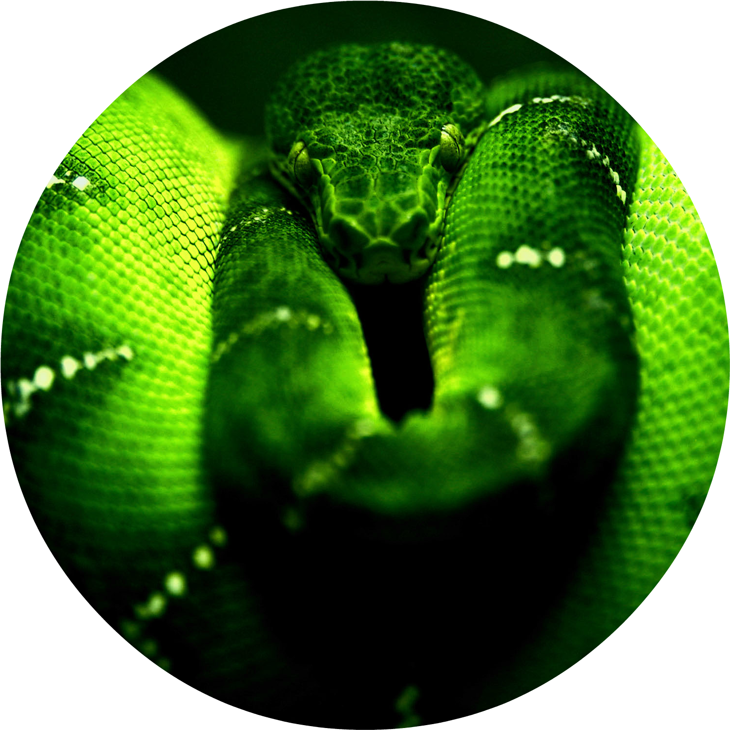 Green Snake Png - Snake Cover Clipart (1720x1600), Png Download