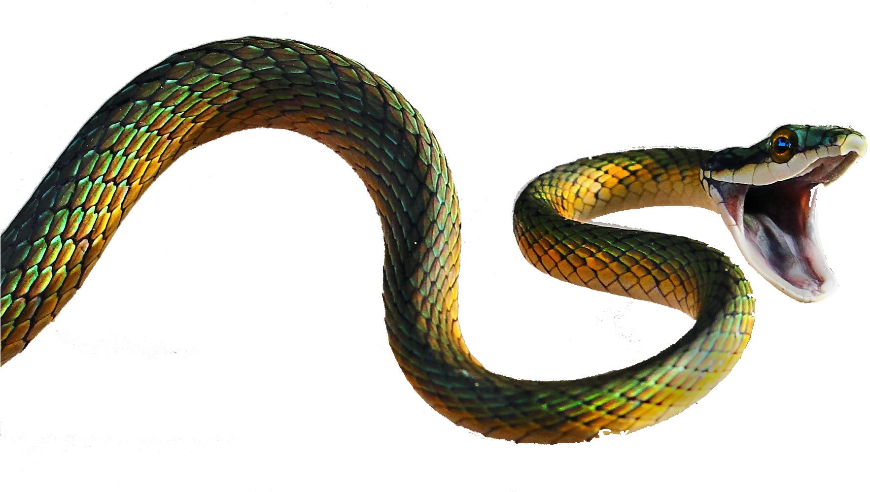 This Website Contains Information On Snakes, Where - Snake Spider Clipart (2000x1000), Png Download