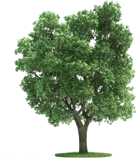 Sycamore Lyfe - Thornless Honey Locust Png Clipart (710x710), Png Download