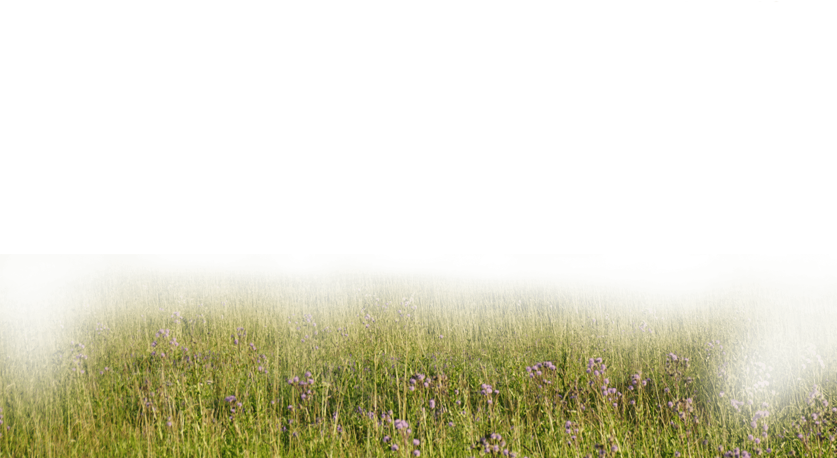 Trailer, Film, Video, Computer Wallpaper, Grass Family Clipart (1687x923), Png Download