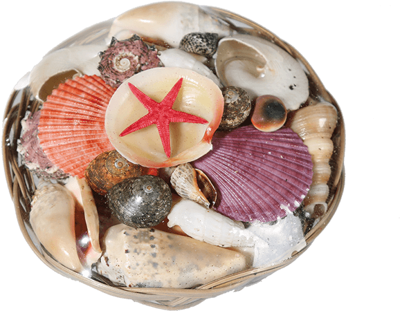 Muschel Clipart (945x709), Png Download