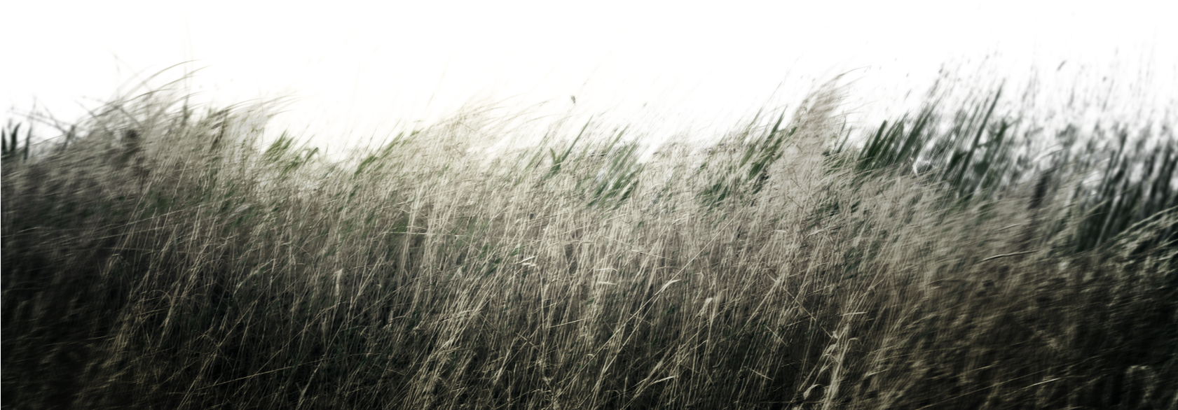 Mato - Sweet Grass Clipart (1680x647), Png Download