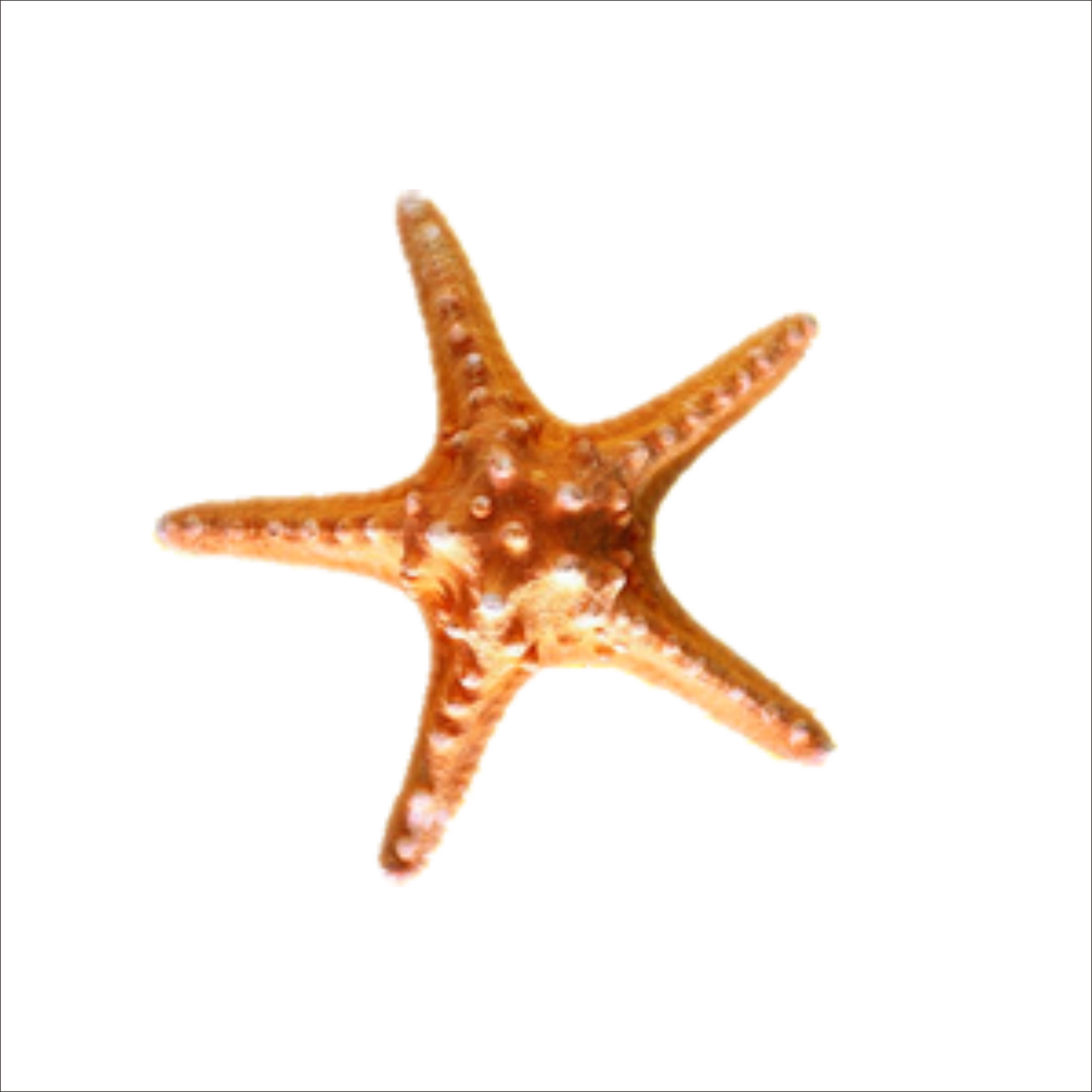 Picture Transparent Stock Sea Snail Transprent Png - 海星 图片 Clipart (1773x1773), Png Download