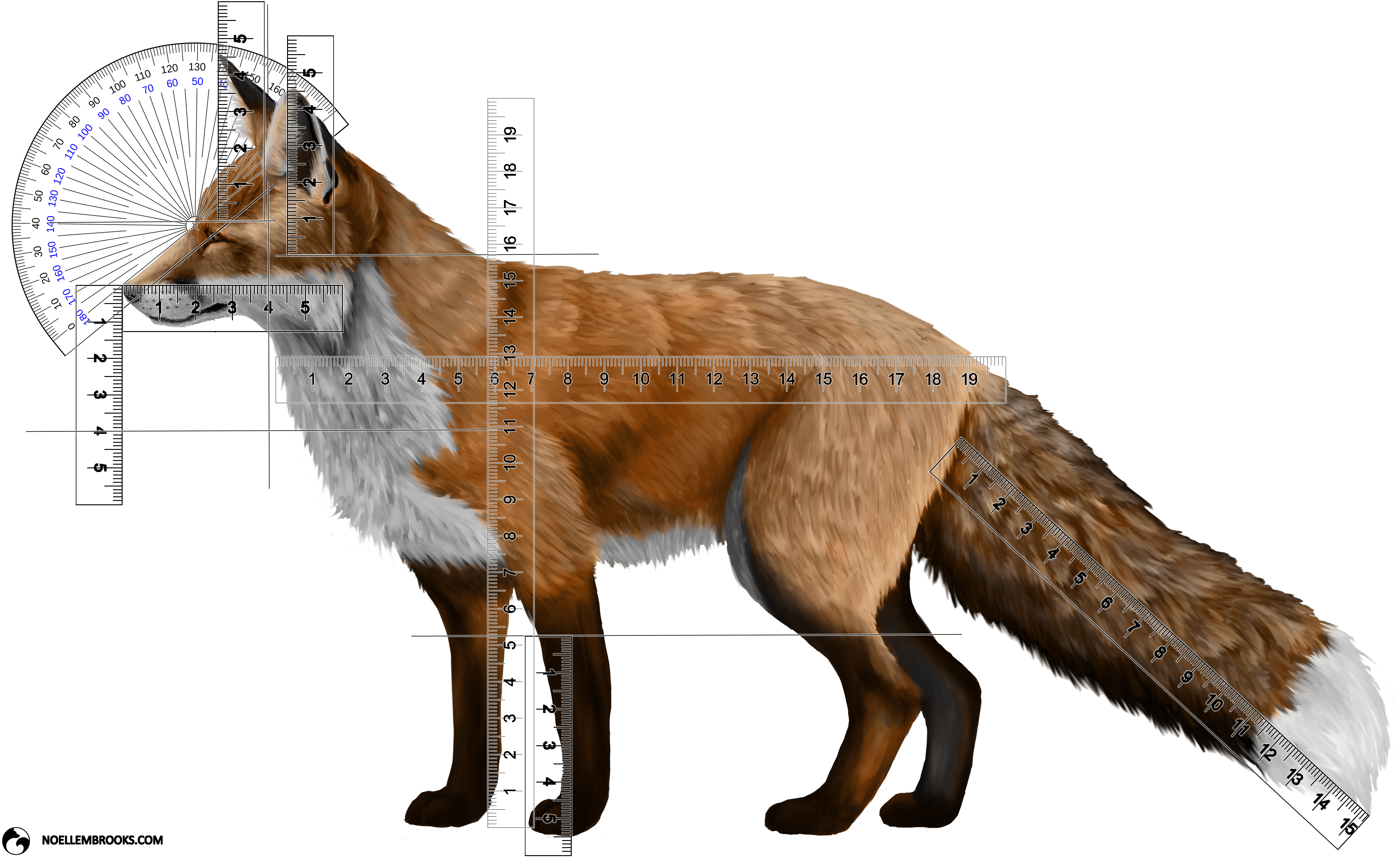 Wild Red Fox Stop Angle And Body Part Length Calculations - Red Silver Cross Fox Clipart (4568x2830), Png Download