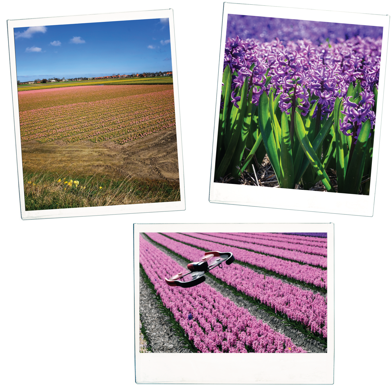 Go To Image - Iris Clipart (1500x1358), Png Download