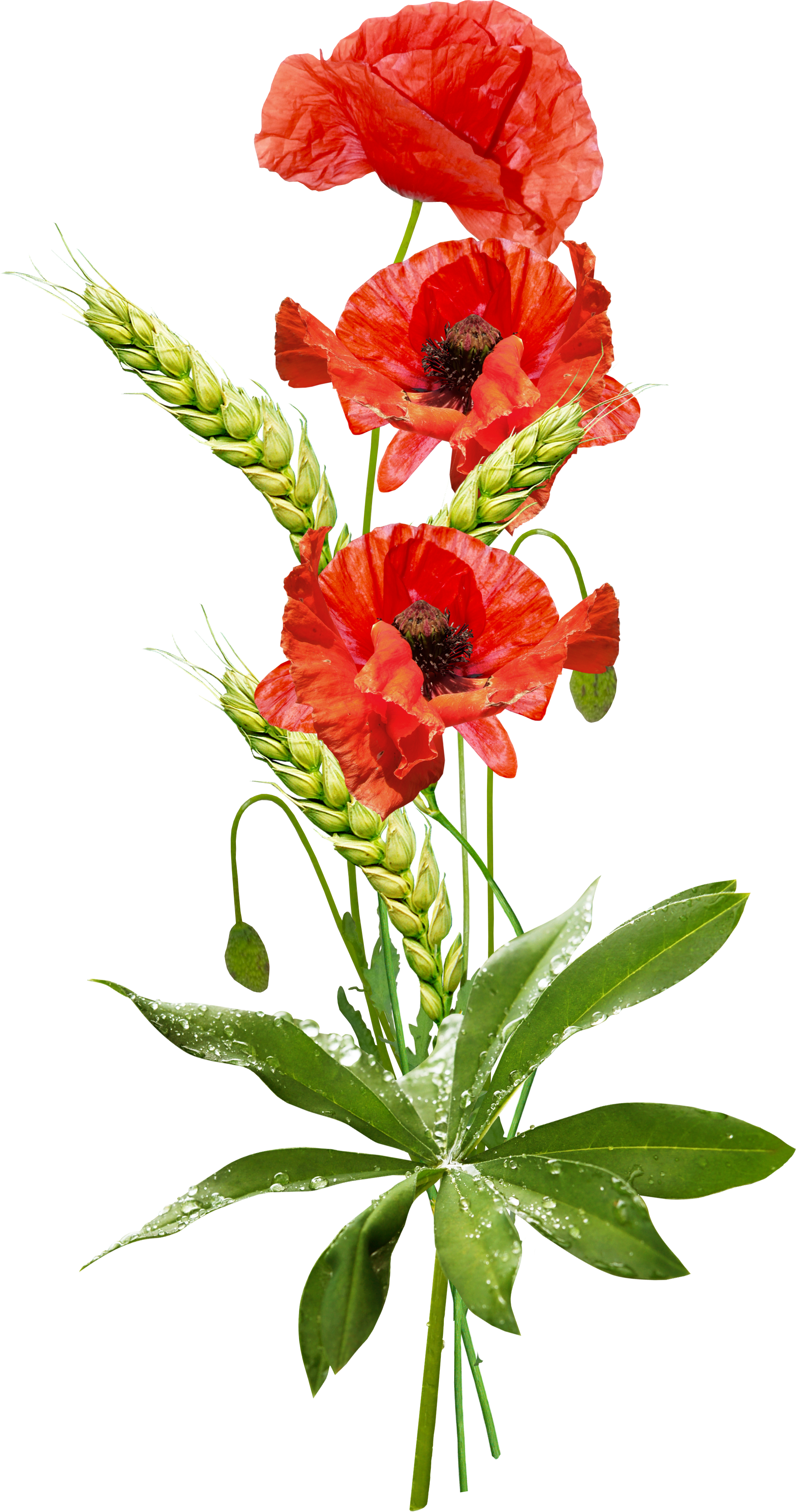 Poppy, Desktop Wallpaper, Drawing, Flower, Cut Flowers - Маки Пнг Clipart (1842x3497), Png Download