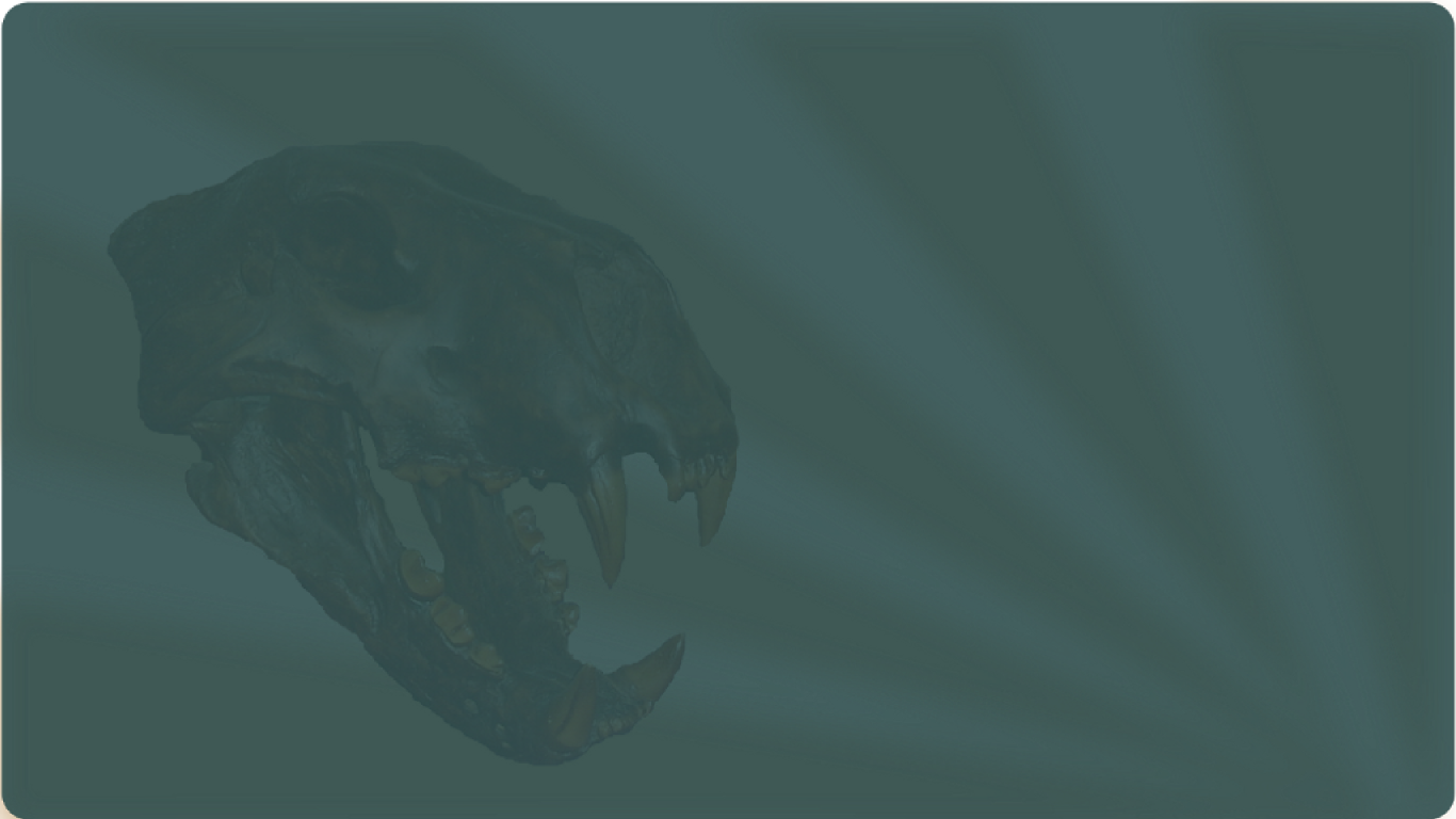 Marine Mammal Clipart (1366x768), Png Download