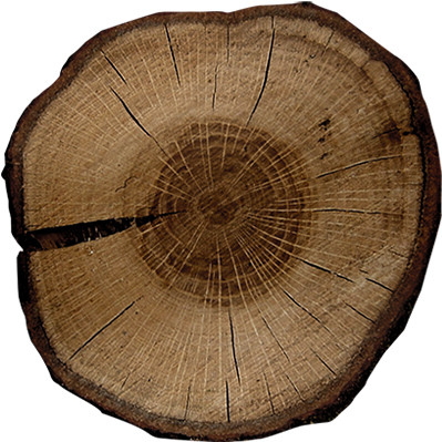 Victoriana Cedar Leaf - Wood Clipart (800x1000), Png Download